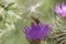 Yellow and black striped female hoverfly, Syrphus ribesii, on a purple thistle flower, close up, above view, blurred background