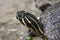 Yellow and Black Striped Head on a Turtle