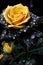 yellow and black striped leopard pattern rose, ai generated image