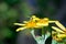 Yellow and black stripped fly sitting on a yellow daisy flower