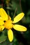 Yellow and black stripped fly sitting on a yellow daisy flower