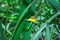 Yellow and black stripped honey  bee sitting on a yellow daisy flower