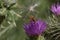 Yellow and black stripy female hoverfly, Syrphus ribesii, on a purple thistle flower, close up, top view, diffuse background