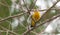 Yellow, black & white colored Evening Grosbeak Coccothraustes vespertinus on a tree branch.