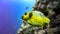 Yellow Blackspotted Puffer in blue, Maldives.