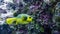 Yellow Blackspotted Puffer in blue, Maldives.