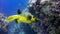 Yellow Blackspotted Puffer in blue, Maldives.