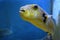 Yellow Blackspotted Puffer Or Dog-faced Puffer Fish