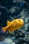 Yellow Blackspotted Puffer Or Dog-faced Puffer Fish Arothron Nig