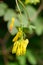 Yellow bleeding heart vine Dactylicapnos scandens pending yellow flowers