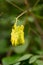 Yellow bleeding heart vine Dactylicapnos scandens pending yellow inflorescence