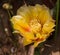 Yellow bloom of Opuntia humifusa