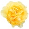 Yellow bloomed rose shaped from triangles