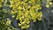 Yellow blooming acacia tree flowers