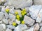 Yellow blooming Alyssum ovirense alpine wild flowers