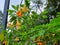 Yellow blooming angel trumpet & x28;Brugmansia suaveolens& x29; in the garden. Plant is also known as Datura suaveolens.