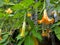 Yellow blooming angel trumpet & x28;Brugmansia suaveolens& x29; in the garden. Plant is also known as Datura suaveolens.