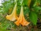 Yellow blooming angel trumpet & x28;Brugmansia suaveolens& x29; in the garden. Plant is also known as Datura suaveolens.