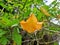 Yellow blooming angel trumpet & x28;Brugmansia suaveolens& x29; in the garden. Plant is also known as Datura suaveolens.
