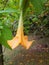 Yellow blooming angel trumpet & x28;Brugmansia suaveolens& x29; in the garden. Plant is also known as Datura suaveolens.