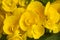 Yellow blooming begonia flower closeup