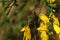 Yellow blooming broom in a garden