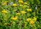 Yellow blooming and brown overblown Common Fleabane plants from