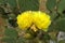 Yellow blooming cacti