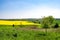 Yellow blooming canola field in beautiful landscape with fresh green grass, flowering fruit trees in spring