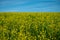 Yellow blooming canola field with blue sky