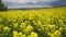 Yellow blooming canola field. Rapeseed in agricultural field, close up. Blooming rapeseed field. Rapeseed is grown for