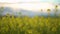 Yellow blooming canola field. Rapeseed field close up