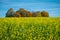 Yellow blooming canola field with trees