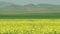 Yellow Blooming Canola Flower Field