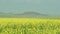 Yellow Blooming Canola Flower Field