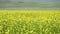 Yellow Blooming Canola Flower Field