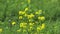 Yellow Blooming Canola Flower Field