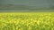 Yellow Blooming Canola Flower Field