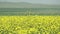 Yellow Blooming Canola Flower Field