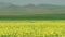 Yellow Blooming Canola Flower Field