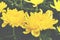 Yellow Blooming Chrysanthemum Flowers
