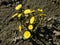 Yellow blooming coltsfoot. Spring coltsfoot field. First spring flowers