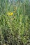 Yellow blooming common fleabane seen from aside