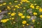Yellow blooming Crown Daisy or corn marigold plants. Calendula. Glebionis coronaria or glebionis segentum