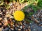 Yellow blooming dandelion flower