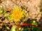 Yellow blooming dandelion flower