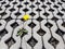 A yellow blooming dandelion flower sprouts between latticed concrete slabs in the daytime. Life conquers death and civilization. D