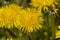 yellow blooming dandelions covered with water drops in the spring season