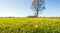 Yellow blooming dandelions in a large and sunny meadow