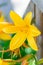 Yellow blooming daylily in the garden, vertical,  closeup